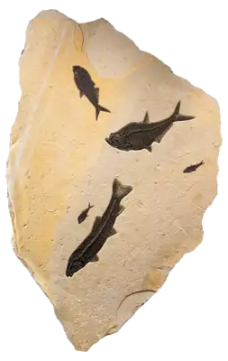 A fossil of three fish of various sizes.